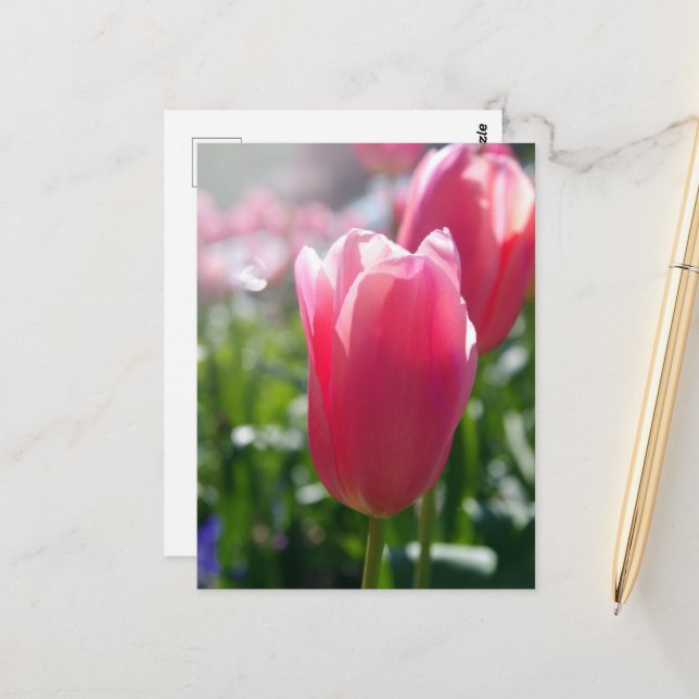Pink tulips postcard (Front/Back In Situ)