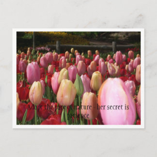 pink tulips postcard