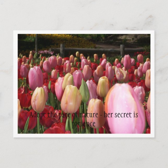 pink tulips postcard (Front)