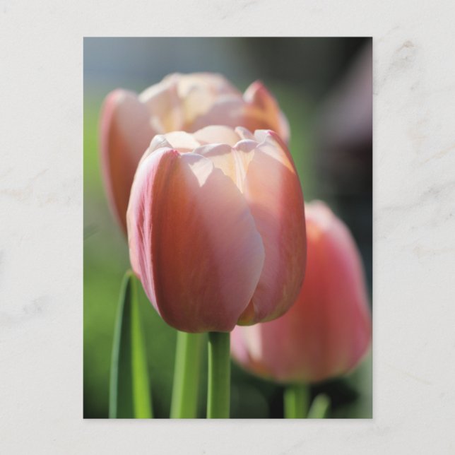 Pink Tulips  Postcard (Front)