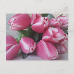 Pink Tulips Postcard