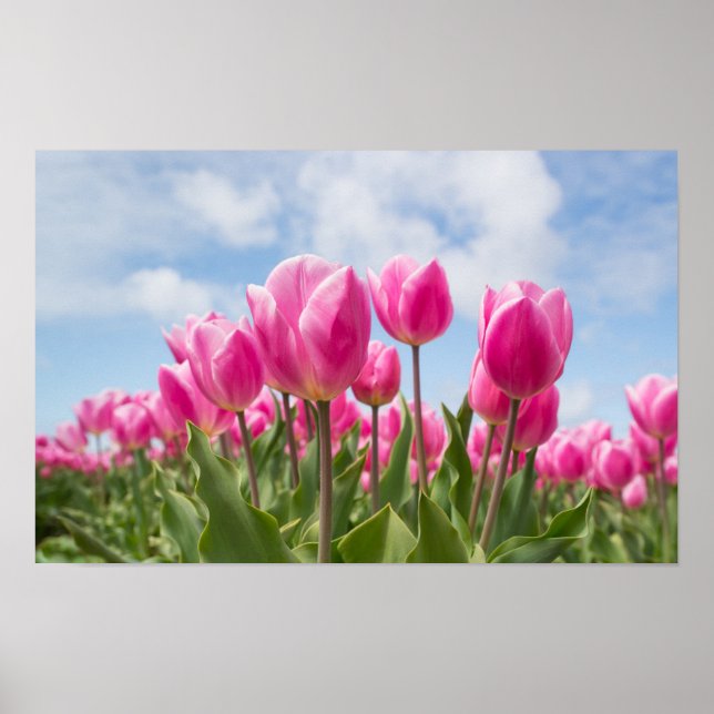 Pink Tulips Poster (Front)