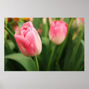 Pink tulips - Poster