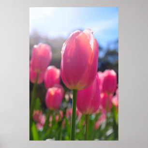 Pink tulips poster