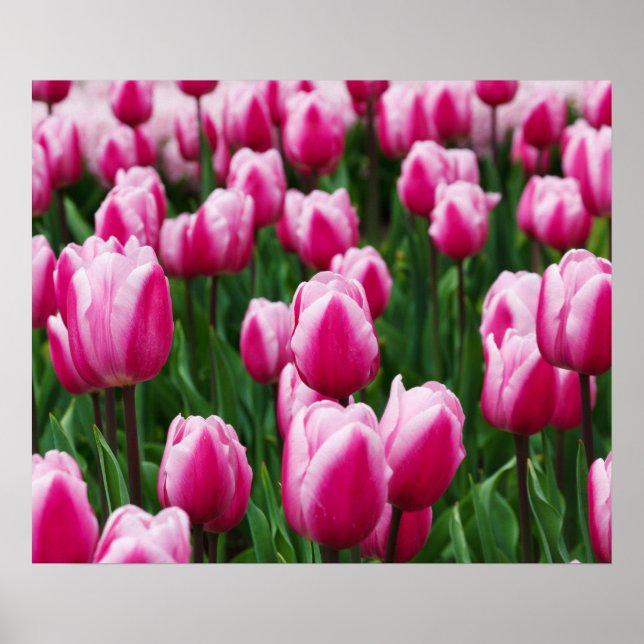 Pink Tulips Poster (Front)