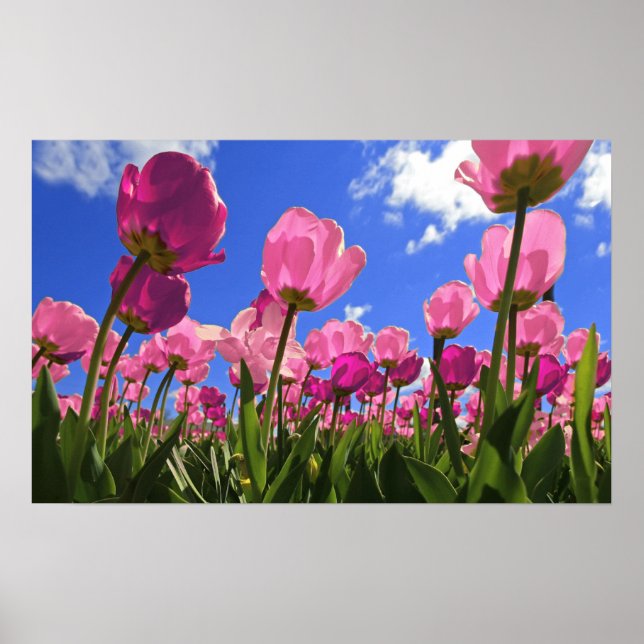 Pink Tulips Poster (Front)