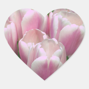 Pink Tulips Sticker