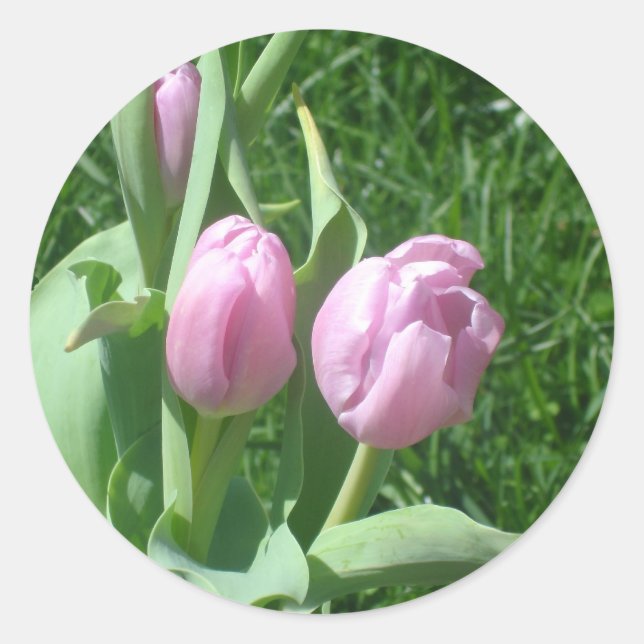 Pink Tulips Stickers (Front)