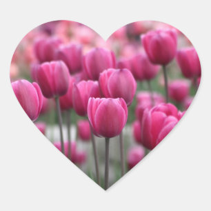 Pink Tulips Stickers