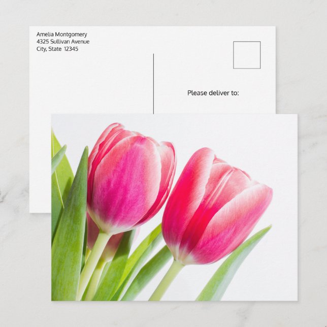 Pink Tulips with Green Leaves Photo Postcard (Front/Back)