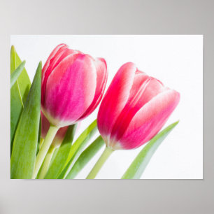 Pink Tulips with Green Leaves Photo Poster