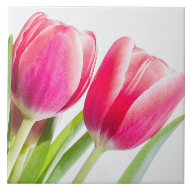 Pink Tulips with Green Leaves Photo Tile (Front)