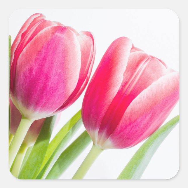 Pink Tulips with Green Leaves Square Sticker (Front)