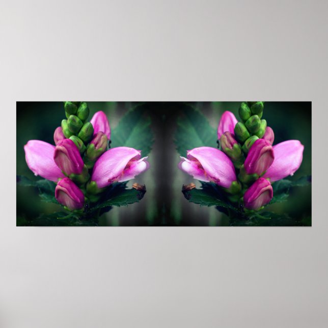 Pink Turtlehead Flower Mirror Abstract Poster (Front)