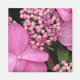 Pink Twist-n-Shout Endless Summer Hydrangea Magnet