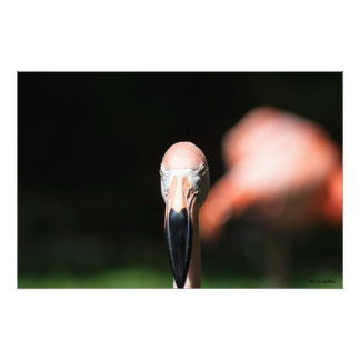Pink Two Photo Print