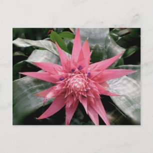 Pink Variegated Bromeliad Postcard