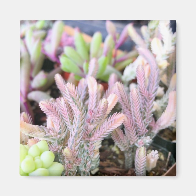 Pink Variegated Crassula Watch Chain Succulent Magnet (Front)
