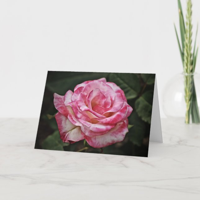 Pink Variegated Rose Highlights Note Card (Front)