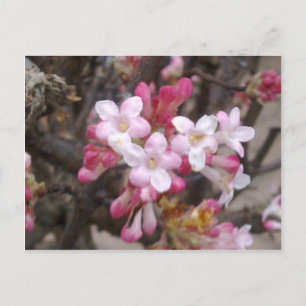 Pink Viburnum Blossom Postcard