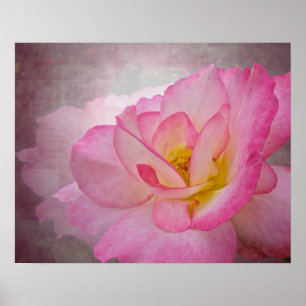 Pink Victorian Rose Poster