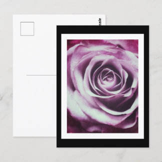 Pink Vintage Rose Postcard