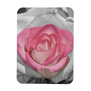 Pink vintage rose print magnet