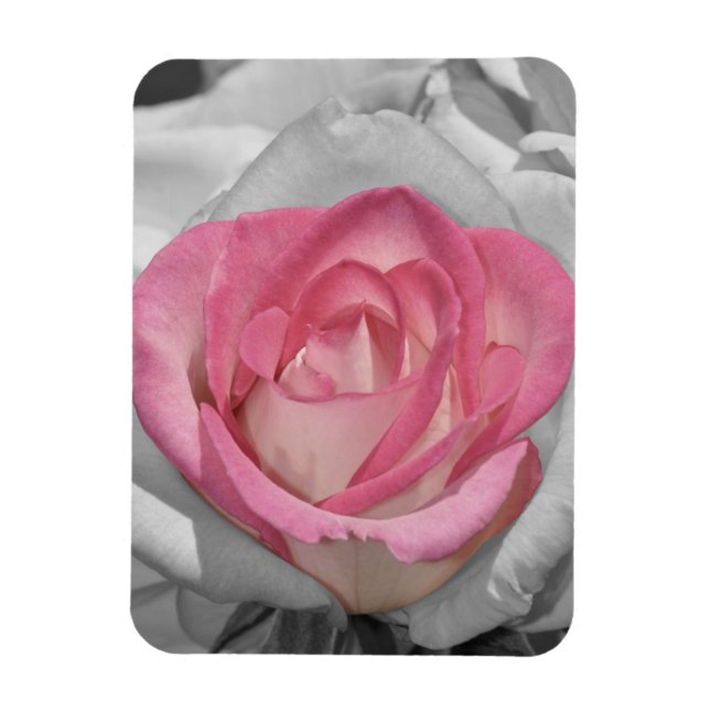 Pink vintage rose print magnet (Vertical)