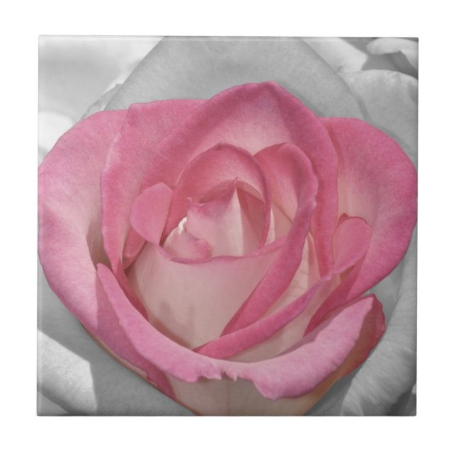 Pink vintage rose print tile (Front)