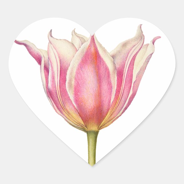 Pink Vintage Tulip Heart Shape Stickers (Front)