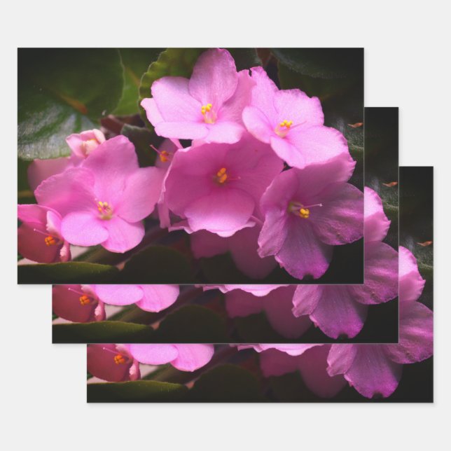 Pink Violette Africaine Saintpaulia Flowers Wrapping Paper Sheet (Set)
