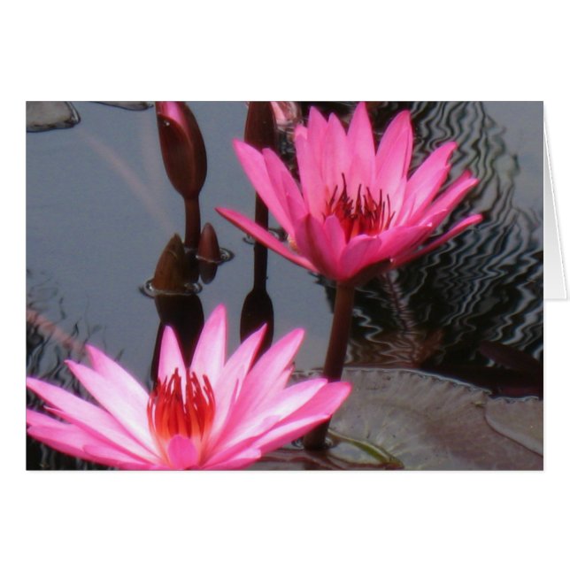 Pink Water Lilies (Front Horizontal)