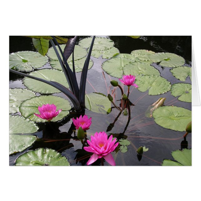Pink Water Lilies (Front Horizontal)