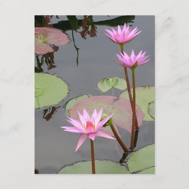 Pink Water Lilies Postcard (Front)