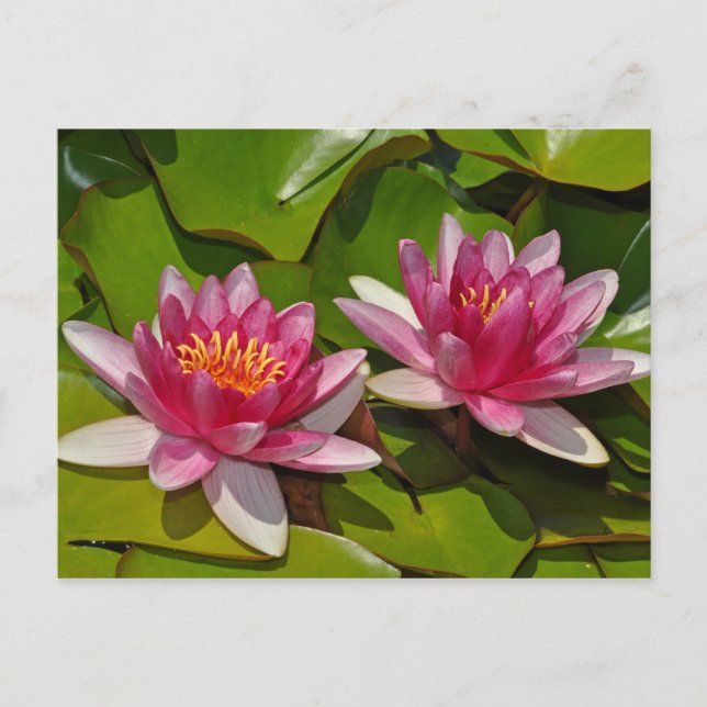 Pink water lilies postcard (Front)
