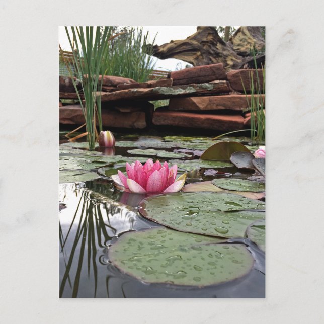 Pink Water Lilies Reflections Photograph Postcard (Front)