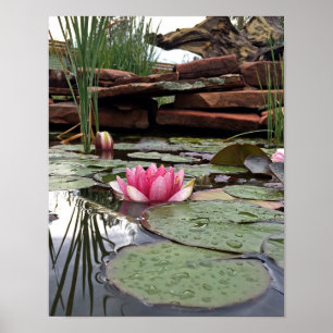 Pink Water Lilies & Reflections Photograph Poster