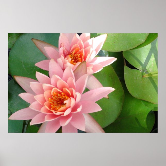 Pink Water Lilies Splendour Poster (Front)
