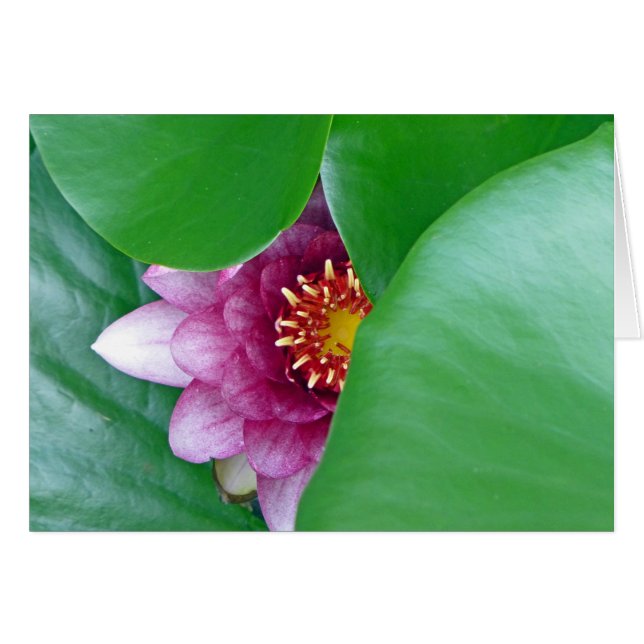 Pink Water Lily (Front Horizontal)