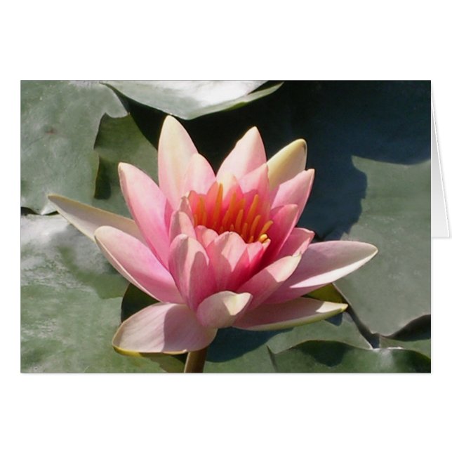 Pink Water Lily (Front Horizontal)