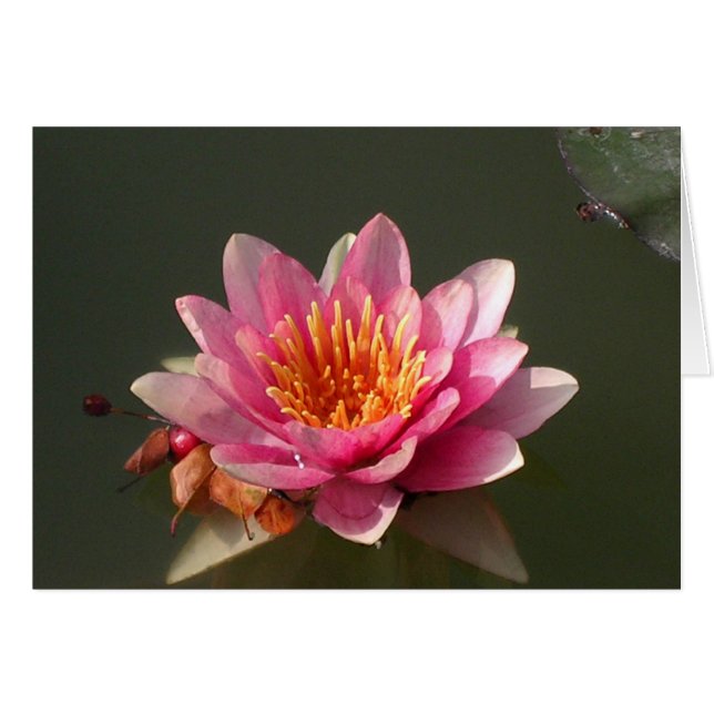 Pink Water Lily (Front Horizontal)