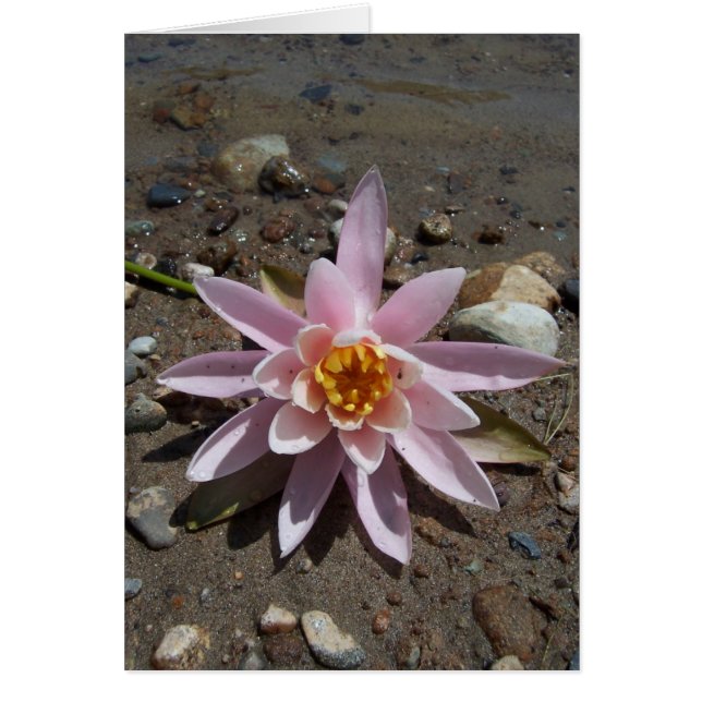 Pink Water Lily (Front)