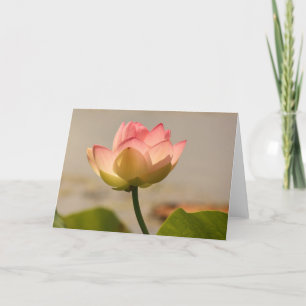 Pink Water Lily Card