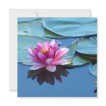 Pink Water Lily