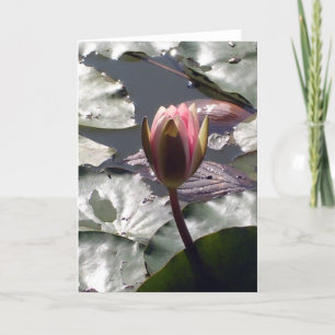 Pink Water Lily Card