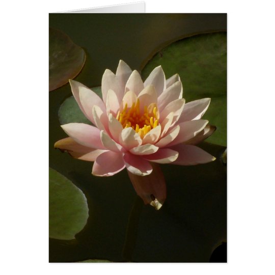 Pink Water Lily Card