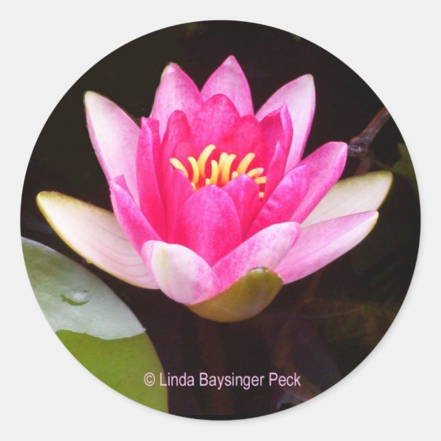 Pink Water lily Classic Round Sticker (Front)