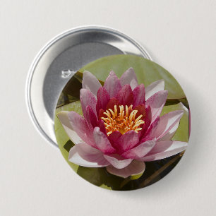 Pink Water Lily Close-Up Photograph 7.5 Cm Round Badge