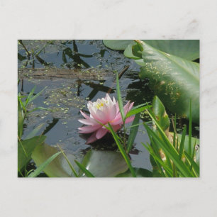 Pink Water Lily Coordinating Items Postcard
