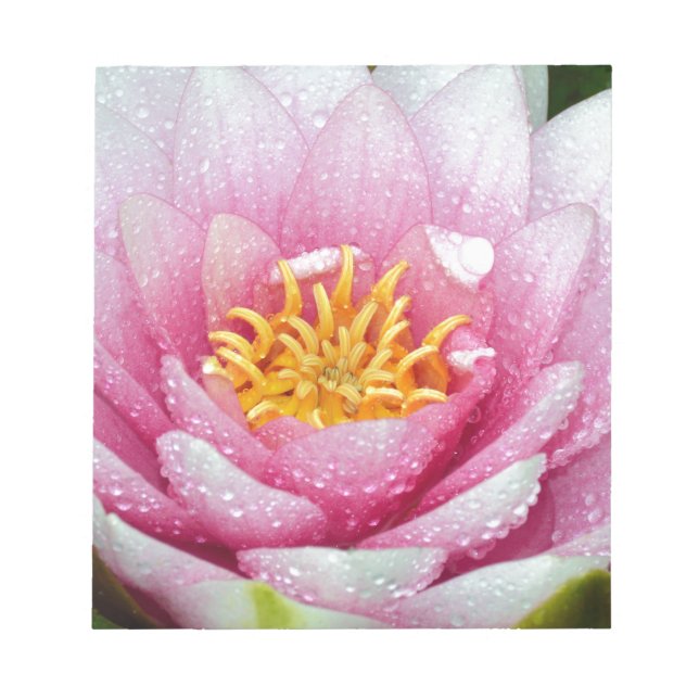 PInk water lily flower Notepad (Front)